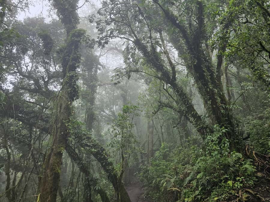 2-day tour from Antigua 1 night in Acatenango Volcano - Reaching base camp at about 4:00 PM