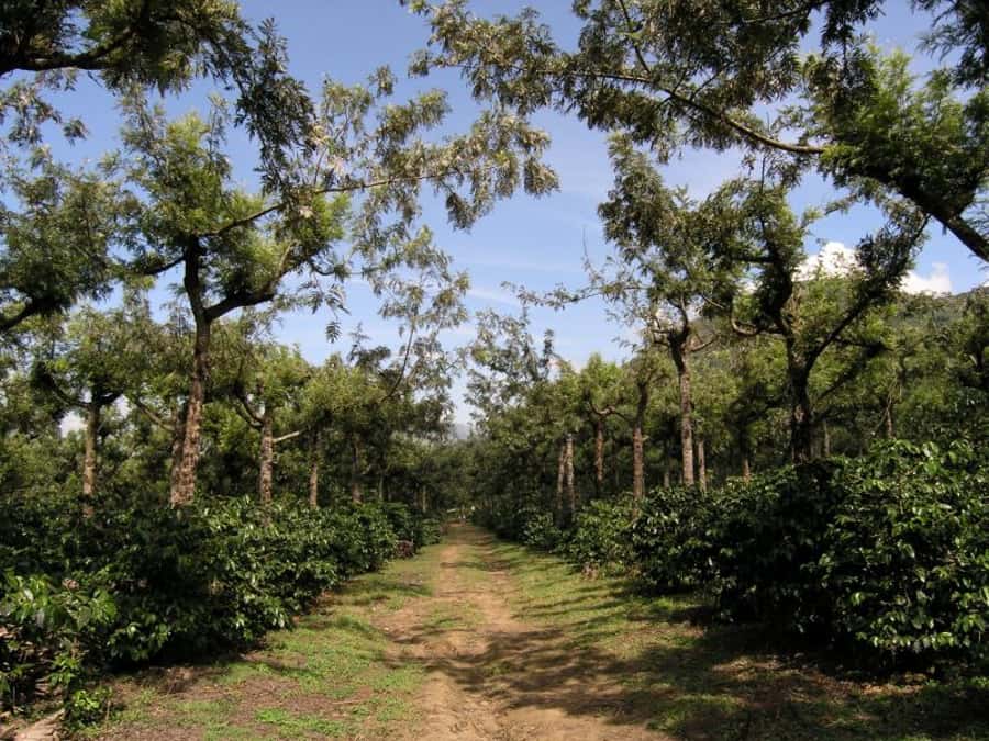 Antigua Sip 'n Cycle Half-Day Bike Ride and Coffee Tour - Entering the coffee-growing valley