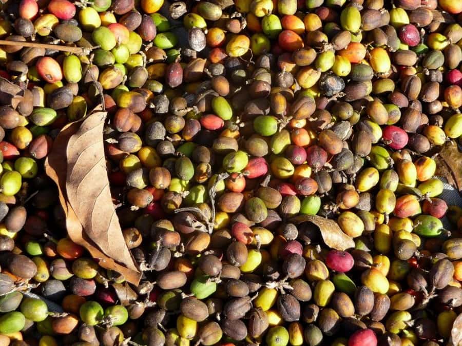 Antigua Sip 'n Cycle Half-Day Bike Ride and Coffee Tour - Finca Azotea and the coffee process