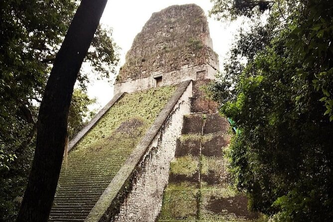 Basic Tour to Tikal Includes Transportation and Guide Service - What this Flores to Tikal tour really offers