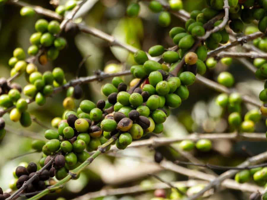 Coffee Tour in Antigua Guatemala - Key points to know before you book