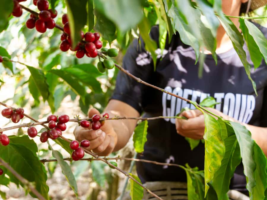 Coffee Tour in Antigua Guatemala - From Antigua to the coffee farms near Ciudad Vieja