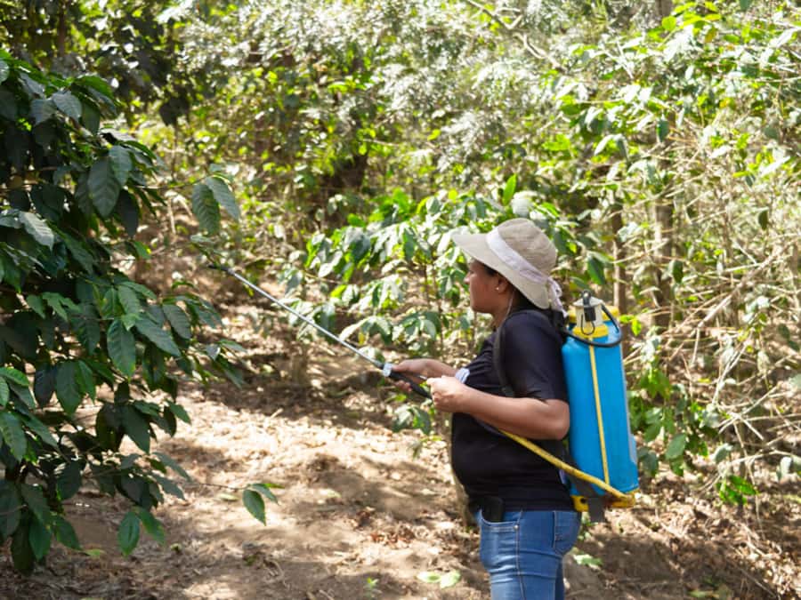 Coffee Tour in Antigua Guatemala - Following coffee from plant to processed bean