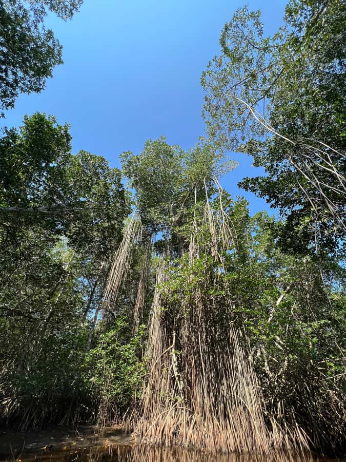 El Paredón: Mangrove Boat Tour with Optional Fishing - What makes El Paredón’s mangroves worth your time