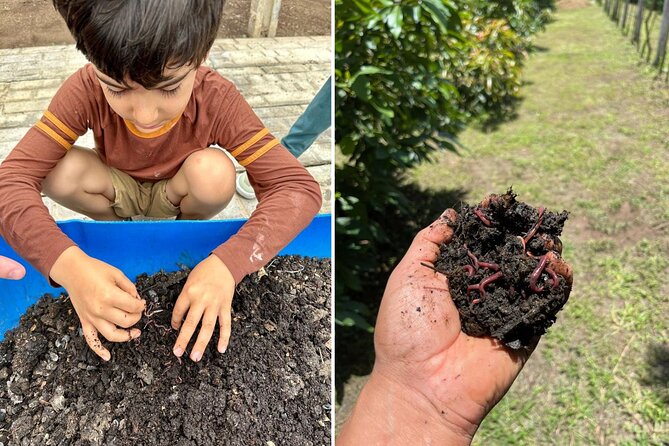Experience: Organic Coffee, Avocados, Honey & More! - A Small Farm Visit With Plenty to Do