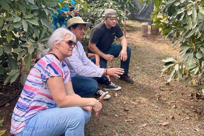 Experience: Organic Coffee, Avocados, Honey & More! - Bees, Honey, and the Work of Pollination