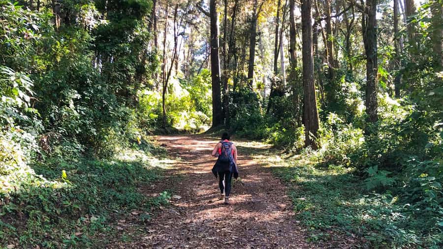 From Antigua Guatemala: Birdwatching and Scenic Hiking Tour - A Quiet Forest Outing Near Antigua