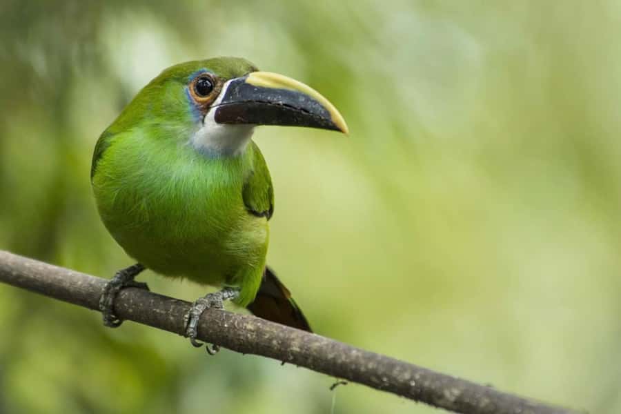 From Antigua Guatemala: Birdwatching and Scenic Hiking Tour - How the $95 Price Holds Up