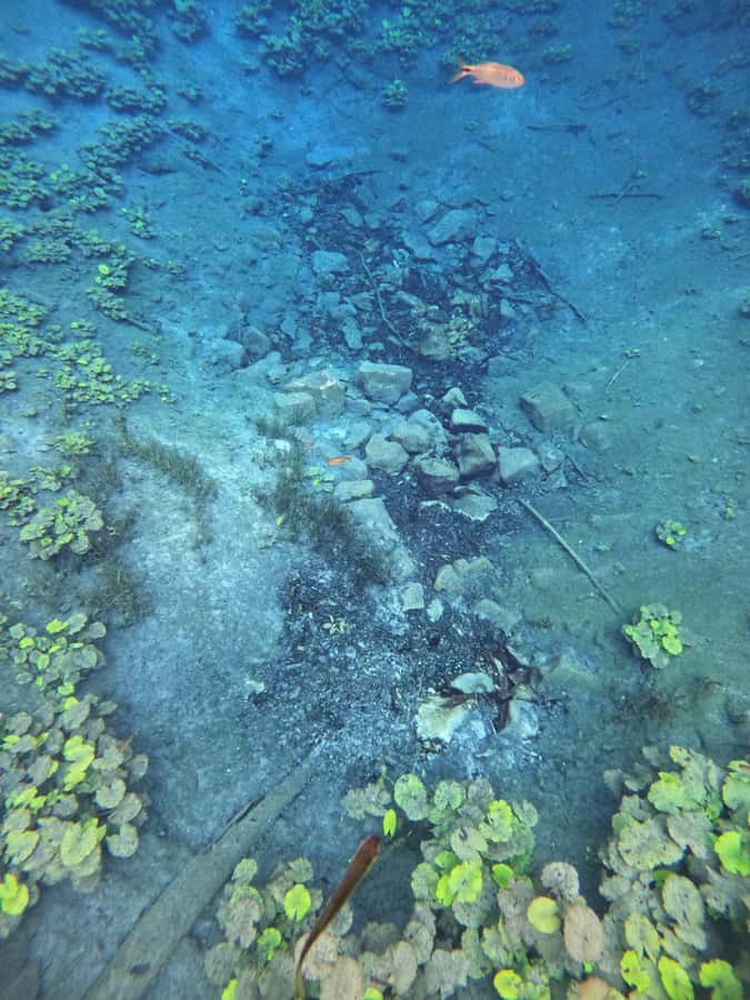 From Flores: Blue Crater Adventure All Inclusive - The Driver and Guide Question
