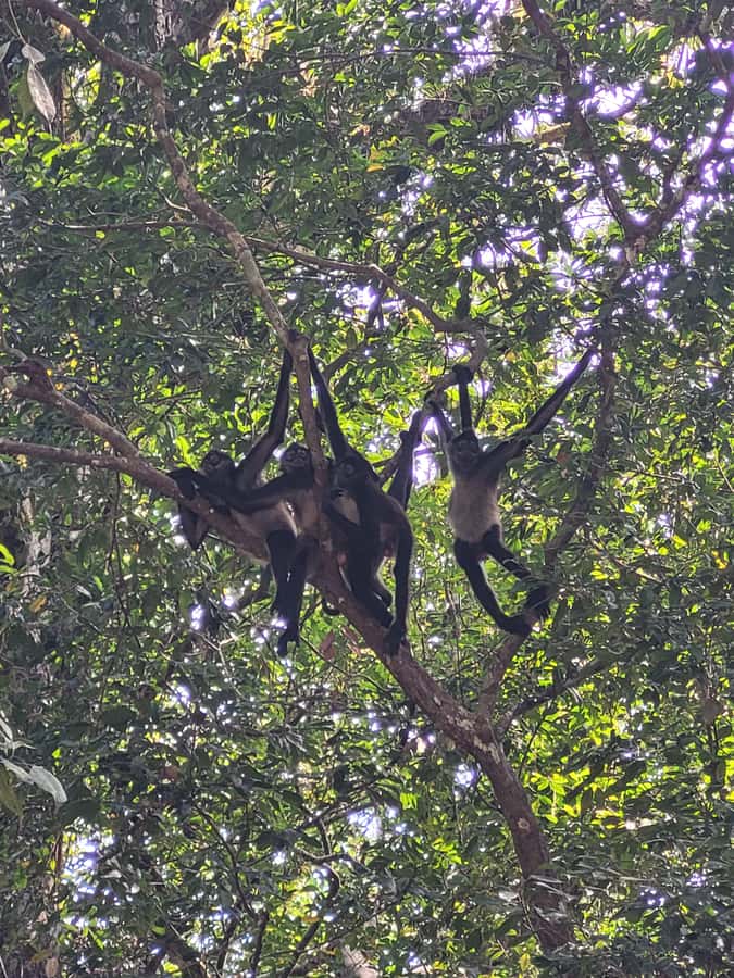 From Flores: Tikal VIP Exclusive cultural Tour All inclusive - What to pack for the forest and temples