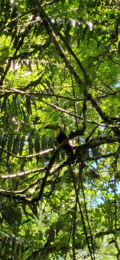 From Flores: Tour Tikal All Inclusive - The 90-minute road trip toward Tikal