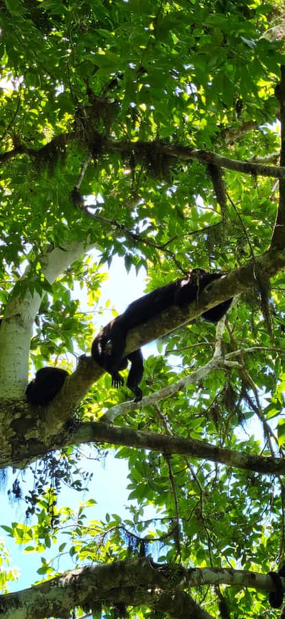 From Flores: Tour Tikal All Inclusive - The return to Flores or Mundo Maya Airport