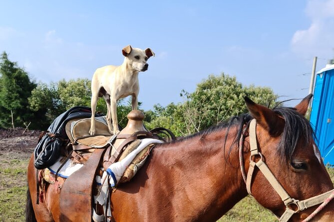 Pacaya Volcano Luxury Sunset Horseback Riding Tour/ Dinner Cooked by-Lava Chef - Who will enjoy this Pacaya experience most