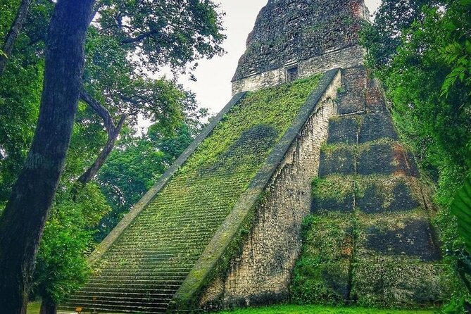 Tikal Day Tour From San Ignacio Belize - Wildlife Along the Forest Paths