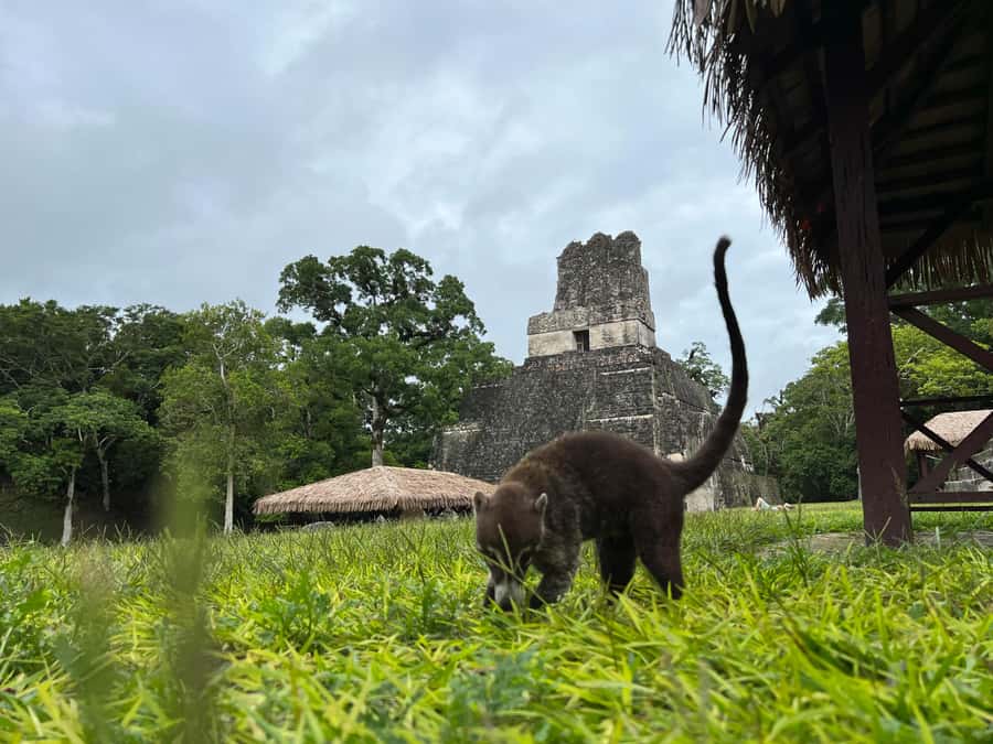 Tikal Sunrise, Archeological focus and Wildlife Spotting - The Great Plaza and the best classic Tikal views