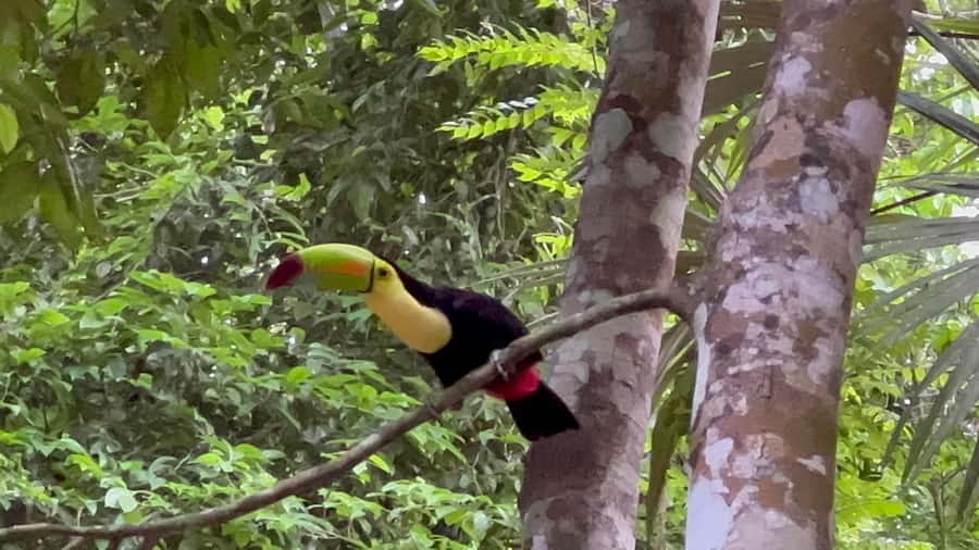 Tikal Sunrise, Archeological focus and Wildlife Spotting - Lunch at Jaguar Inn and the practical comforts