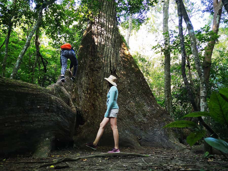 Tikal Sunrise, Archeological focus and Wildlife Spotting - Walking into the park while the jungle wakes