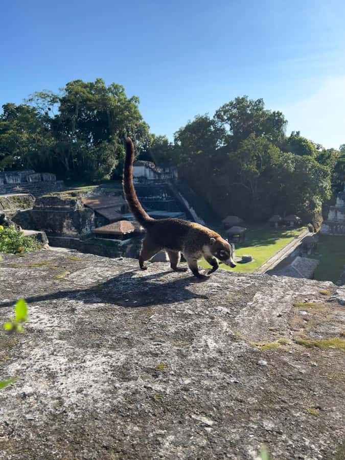 Tikal Sunset, Archeological focus and Wildlife Spotting - Waiting for sunset in the Lost World