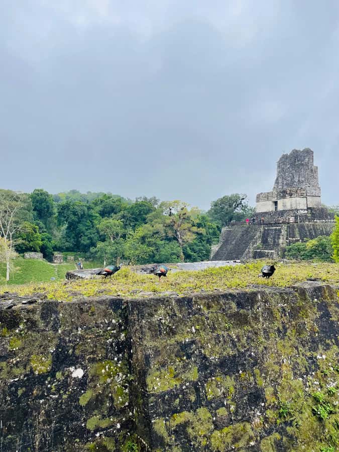 Tikal Sunset Experience: Archaeological Tour + Sunset Views - Who will enjoy this tour most