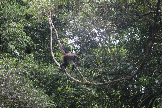 Tikal Tour From Flores, airport and Tikal hotels in Guatemala - Lunch, water, and the important booking detail